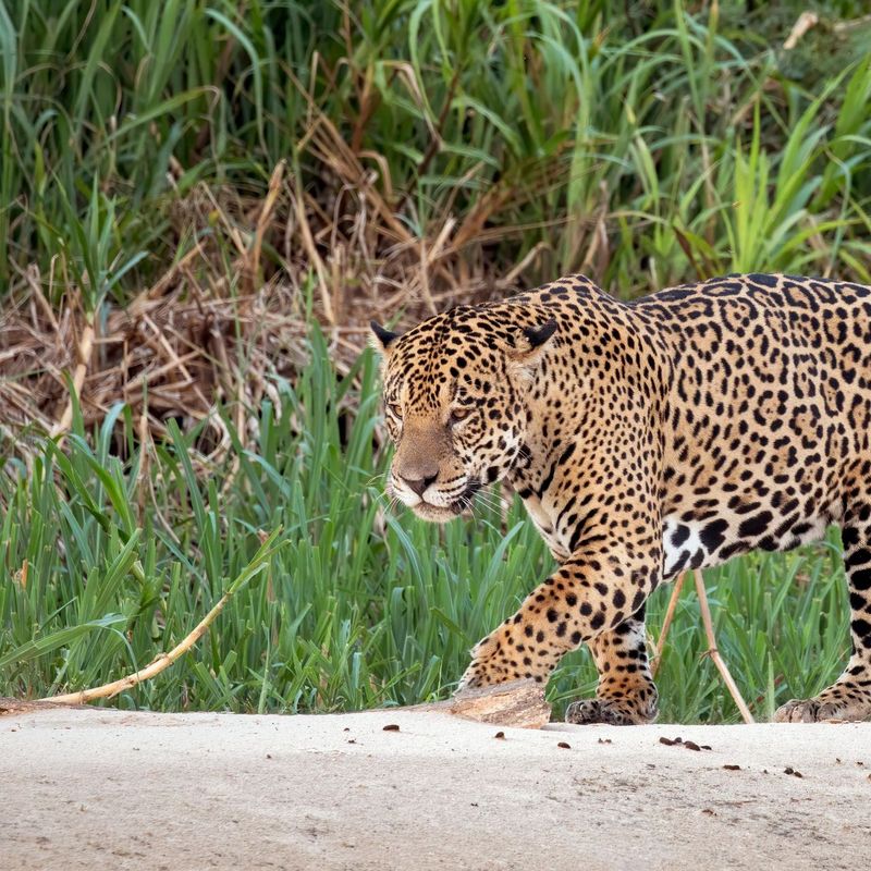 Jaguar