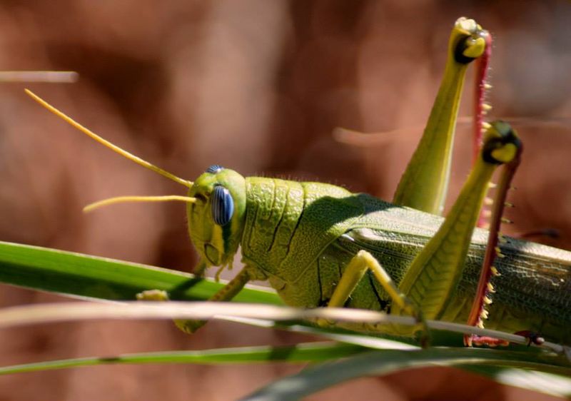 Rocky Mountain Locust