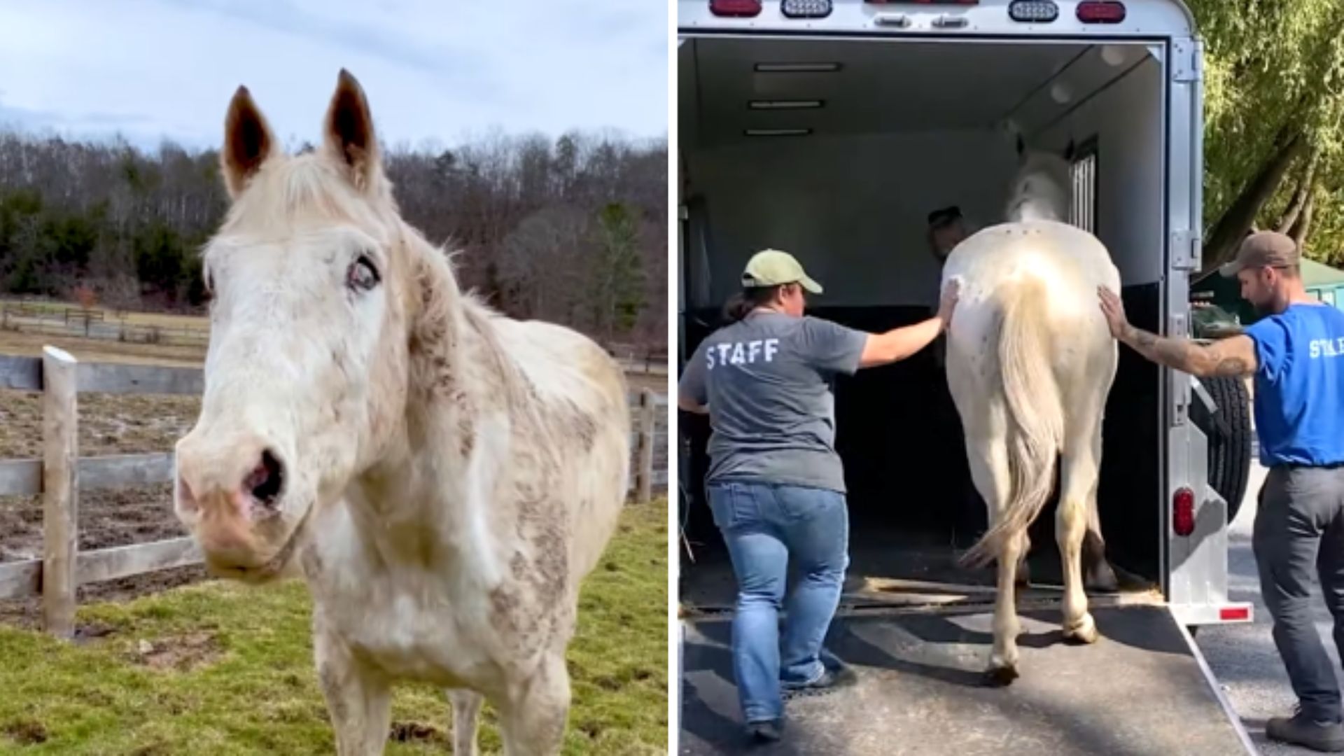 blind horse
