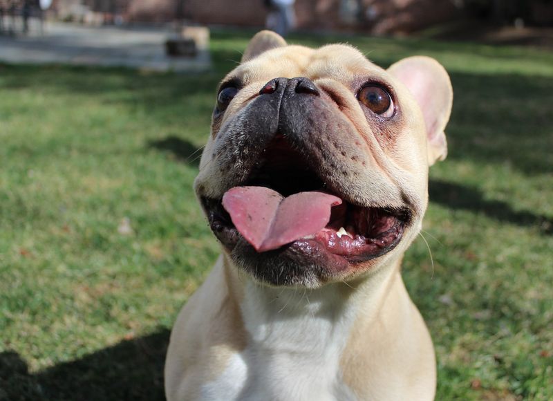 French Bulldog