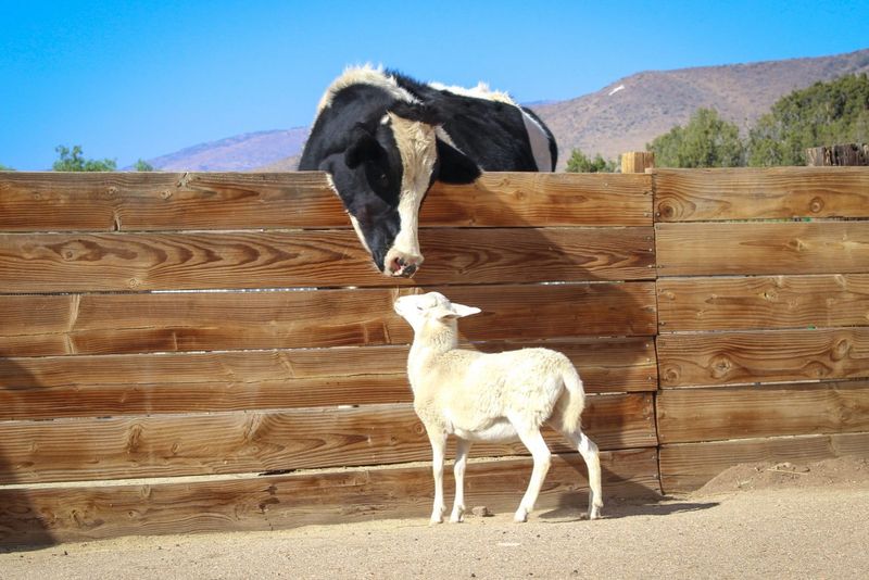 Farm Sanctuary Is A Haven For Rescued Farm Animals
