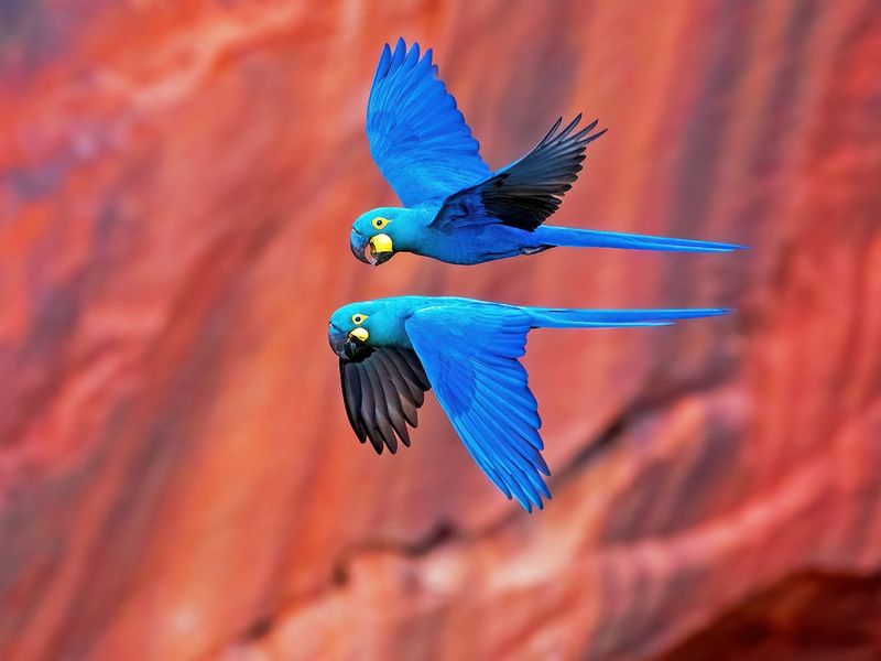 Lear's Macaw