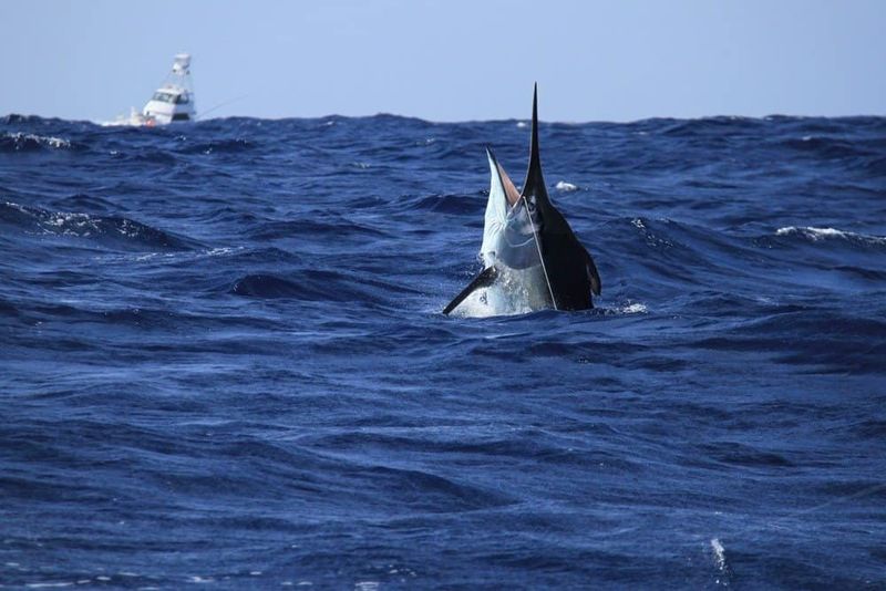 Atlantic Blue Marlin – 1,228.5 lbs (North Carolina, 2008)