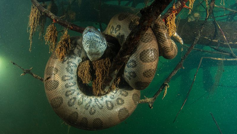 Green Anaconda
