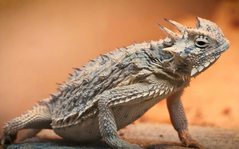 Texas Horned Lizard