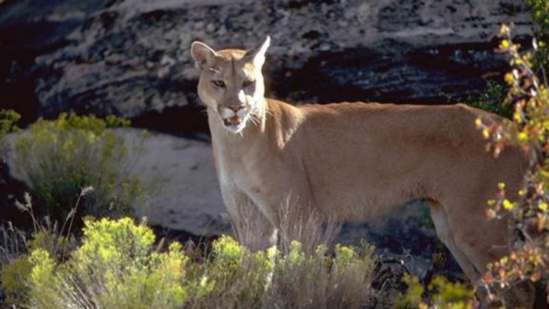 Mountain Lion