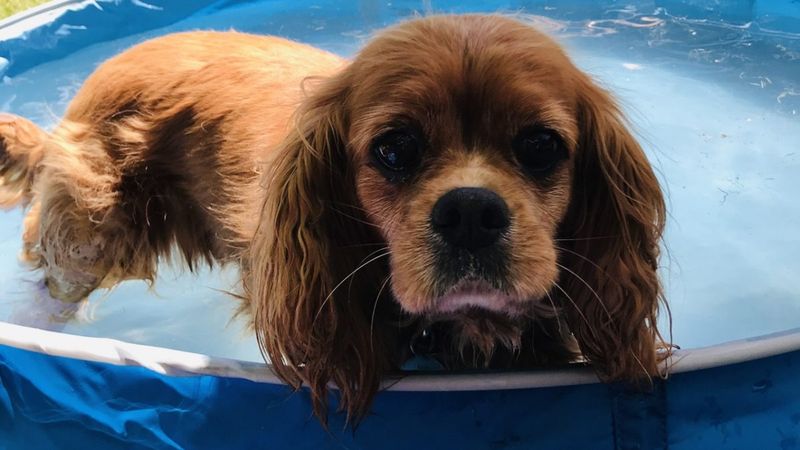 Cavalier King Charles Spaniel