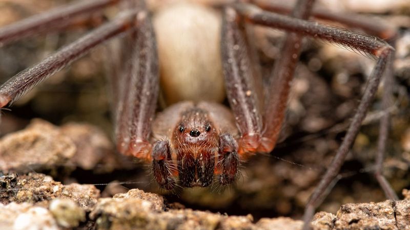 California Brown Recluse Spider