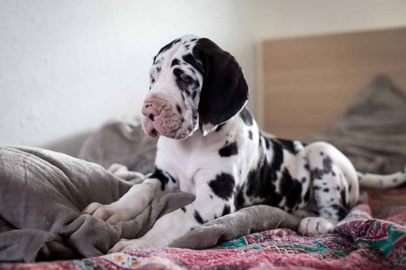 Great Dane