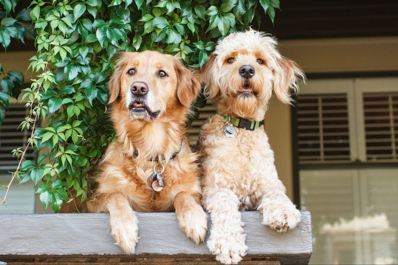 Mixed Breed