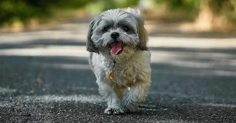 Shih Tzu
