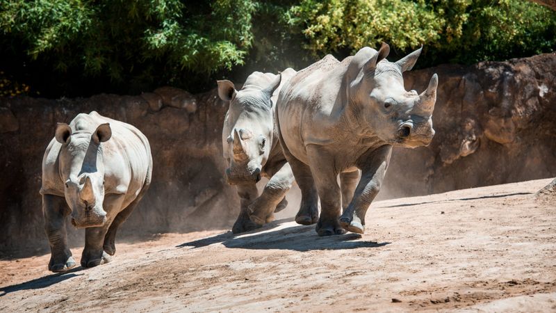 Houston Zoo – Houston, TX