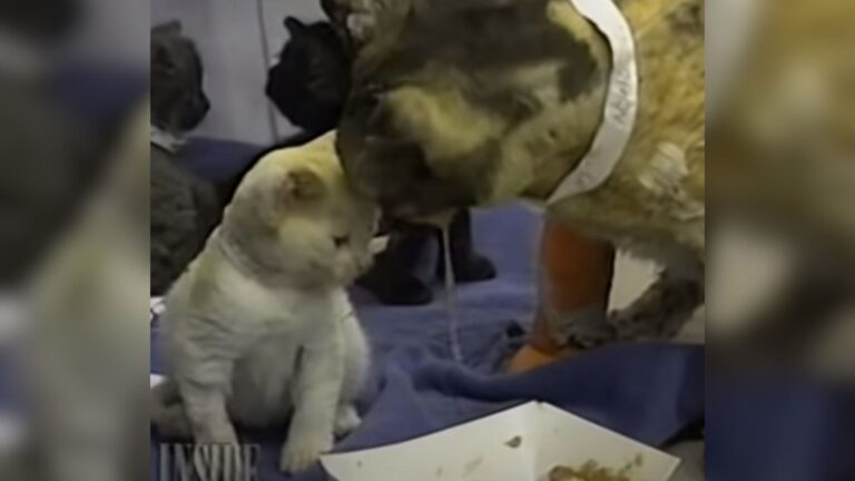 Brooklyn Cat Shows Incredible Courage Saving Her Babies From Fire