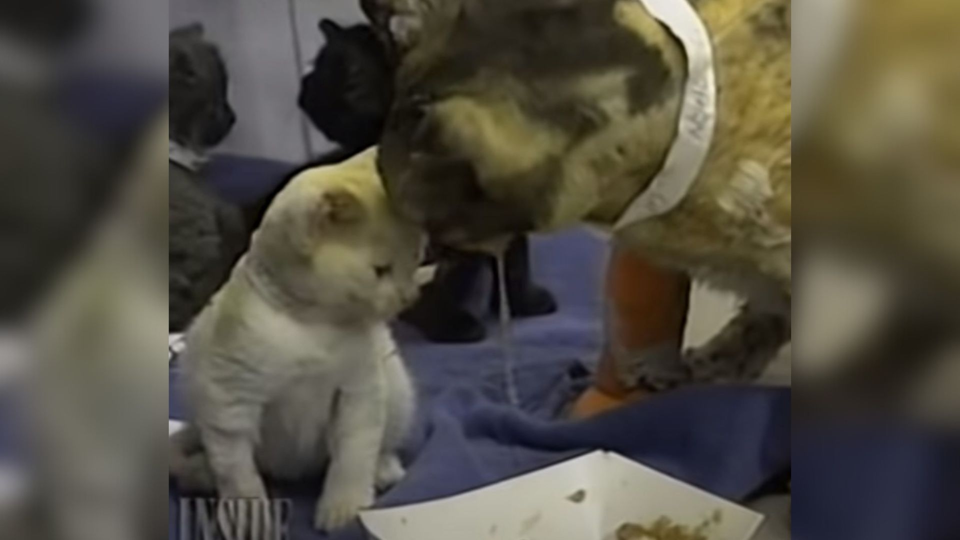 Brooklyn Cat Shows Incredible Courage Saving Her Babies From Fire