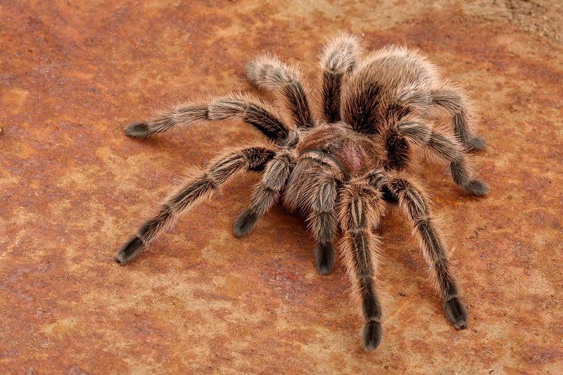 Eastern American Tarantula