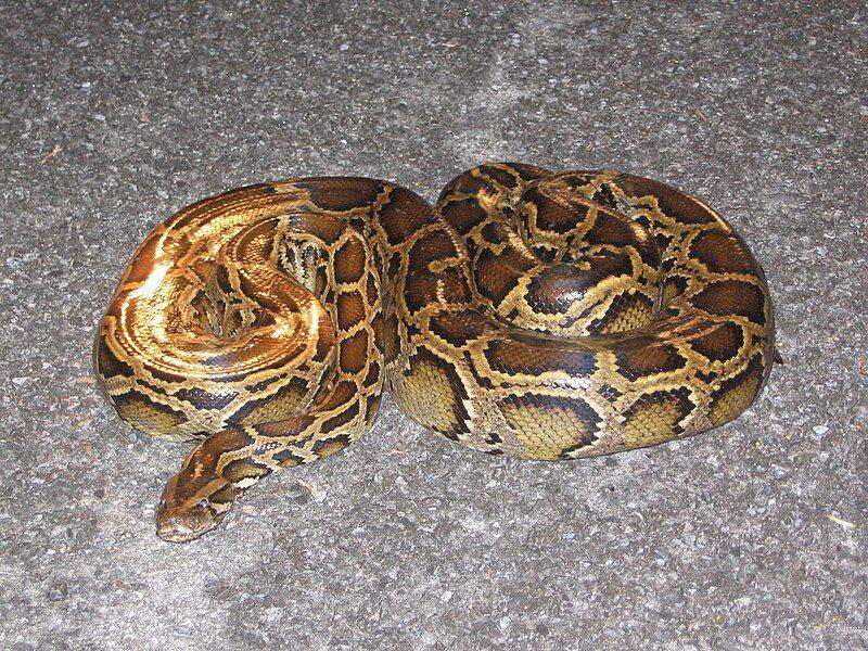 African Rock Python
