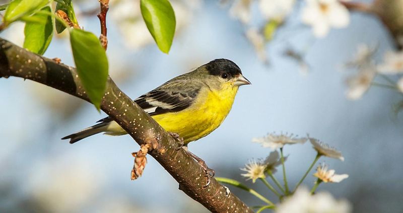 Lesser Goldfinch (Spinus psaltria)