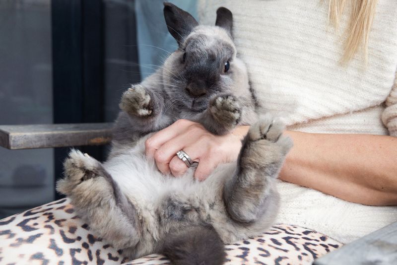 Rabbits – Underrated Housemates with Personality Plus