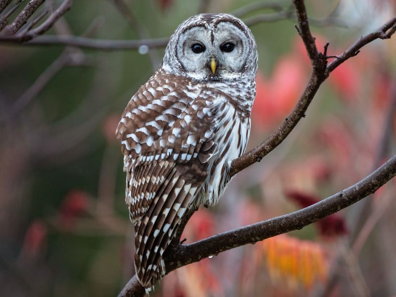 Owl: The Night Visionary
