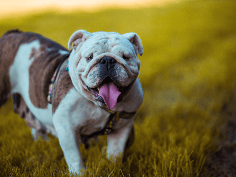 Olde English Bulldogge