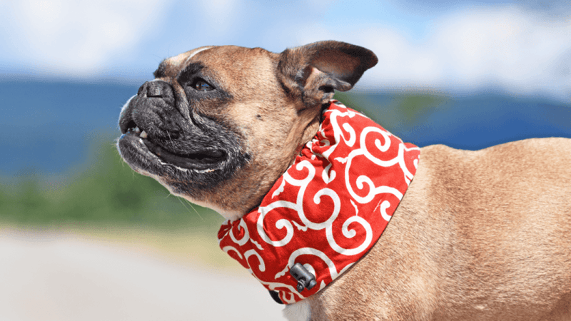 Pug