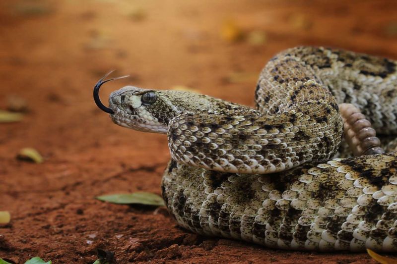 Pit Vipers