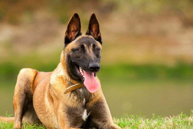 Belgian Malinois