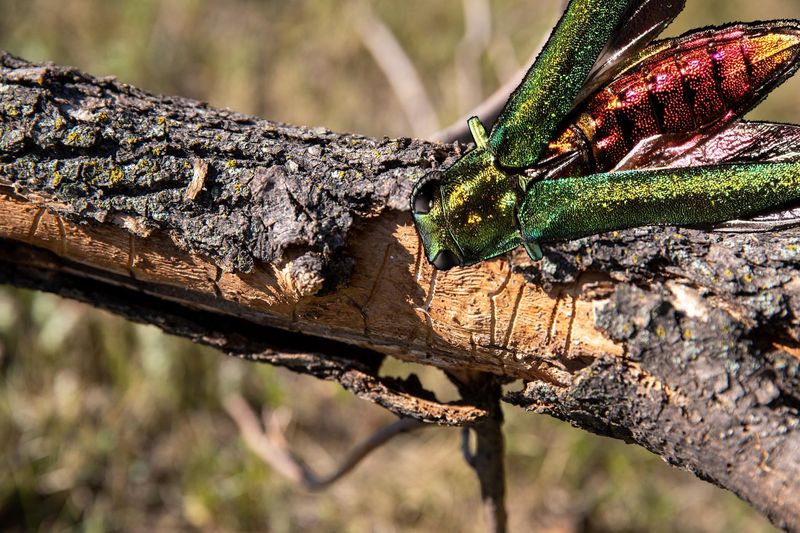 Emerald Ash Borer: The Tree Killer