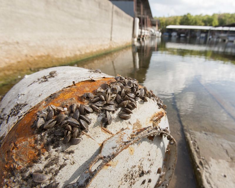Zebra Mussels Clogging Waterways