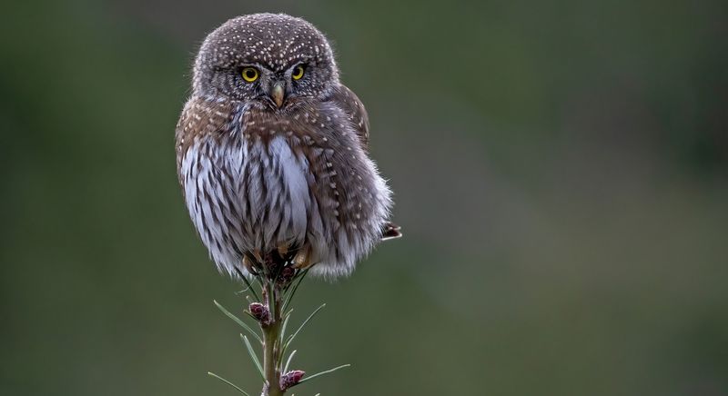 Northern Pygmy Owl (Glaucidium Californicum)