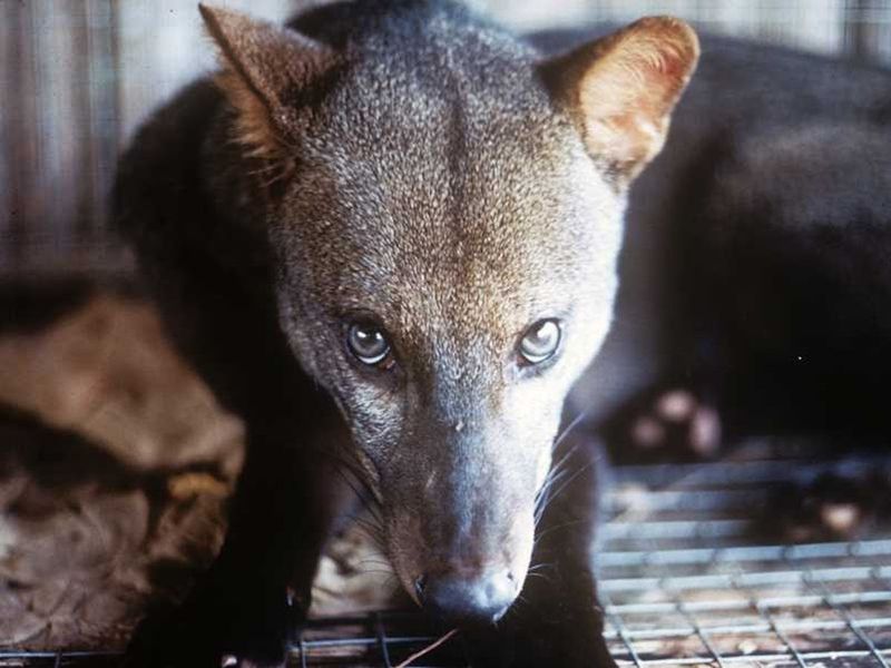 Short-Eared Dog