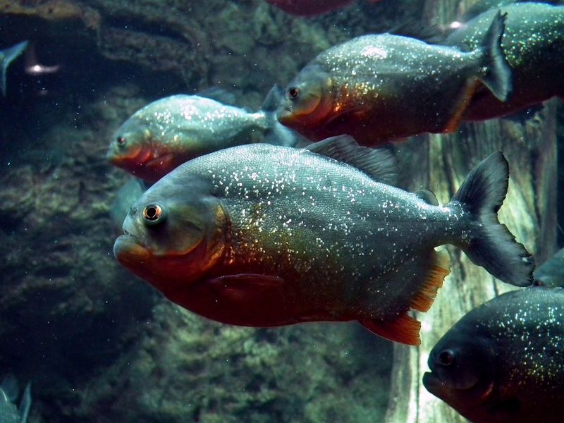 Red-Bellied Piranha