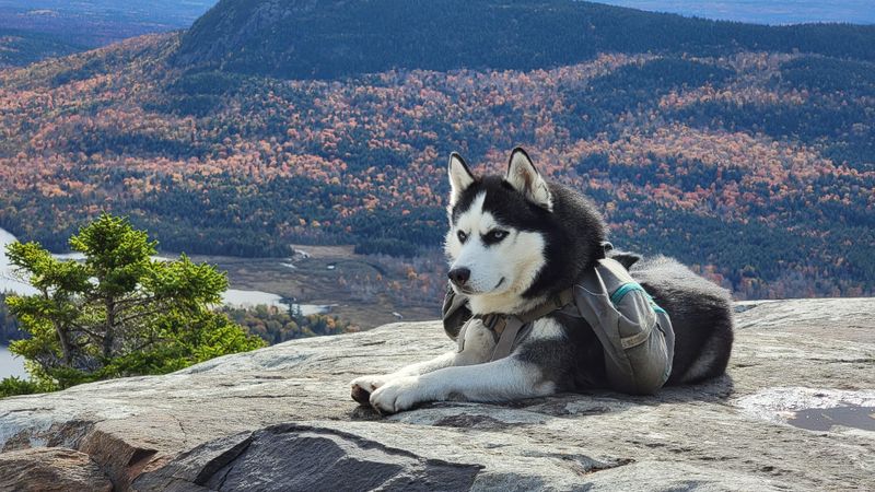 Increased Demand For Active Dogs In California