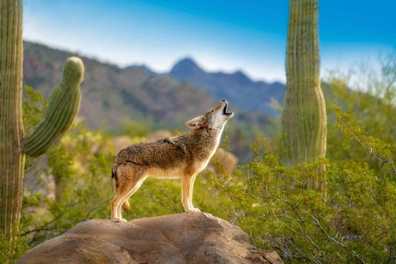 Arizona
