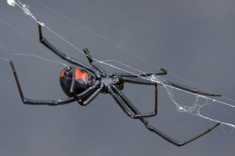 Black Widow Spider