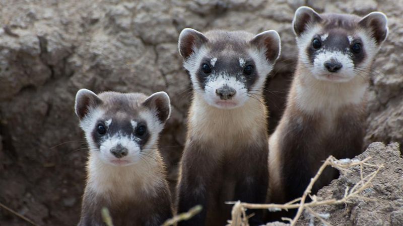 Black-Footed Ferret