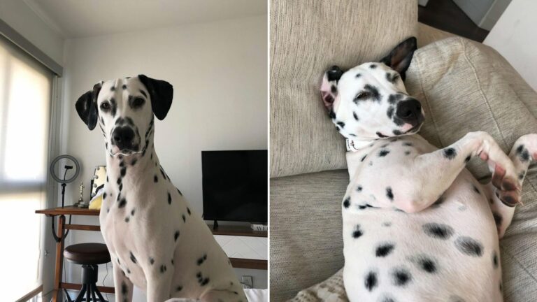 black and white dog