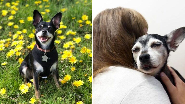 adopted dog