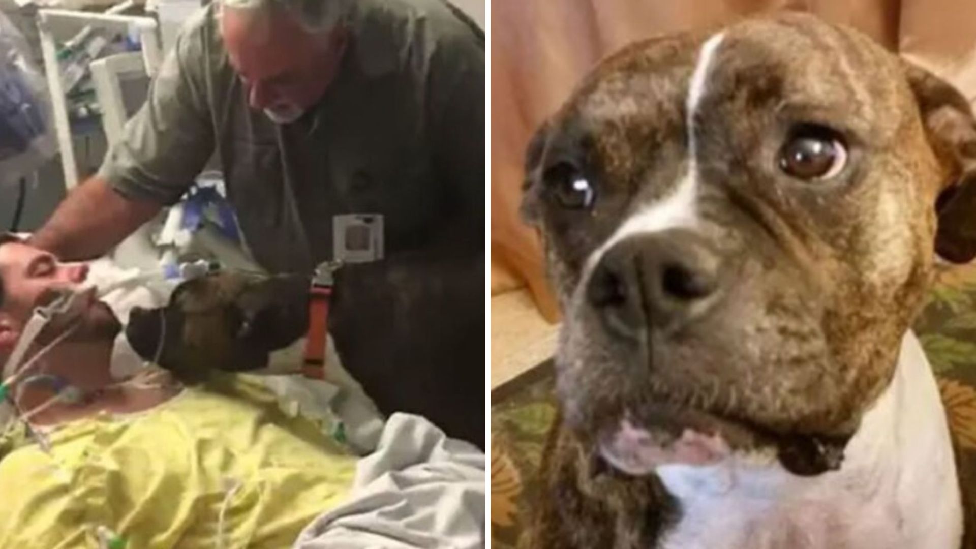 California Hospital Staff Left Speechless As Dog Makes Heartbreaking Goodbye To Her Owner