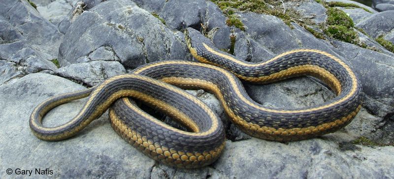 Garter Snake