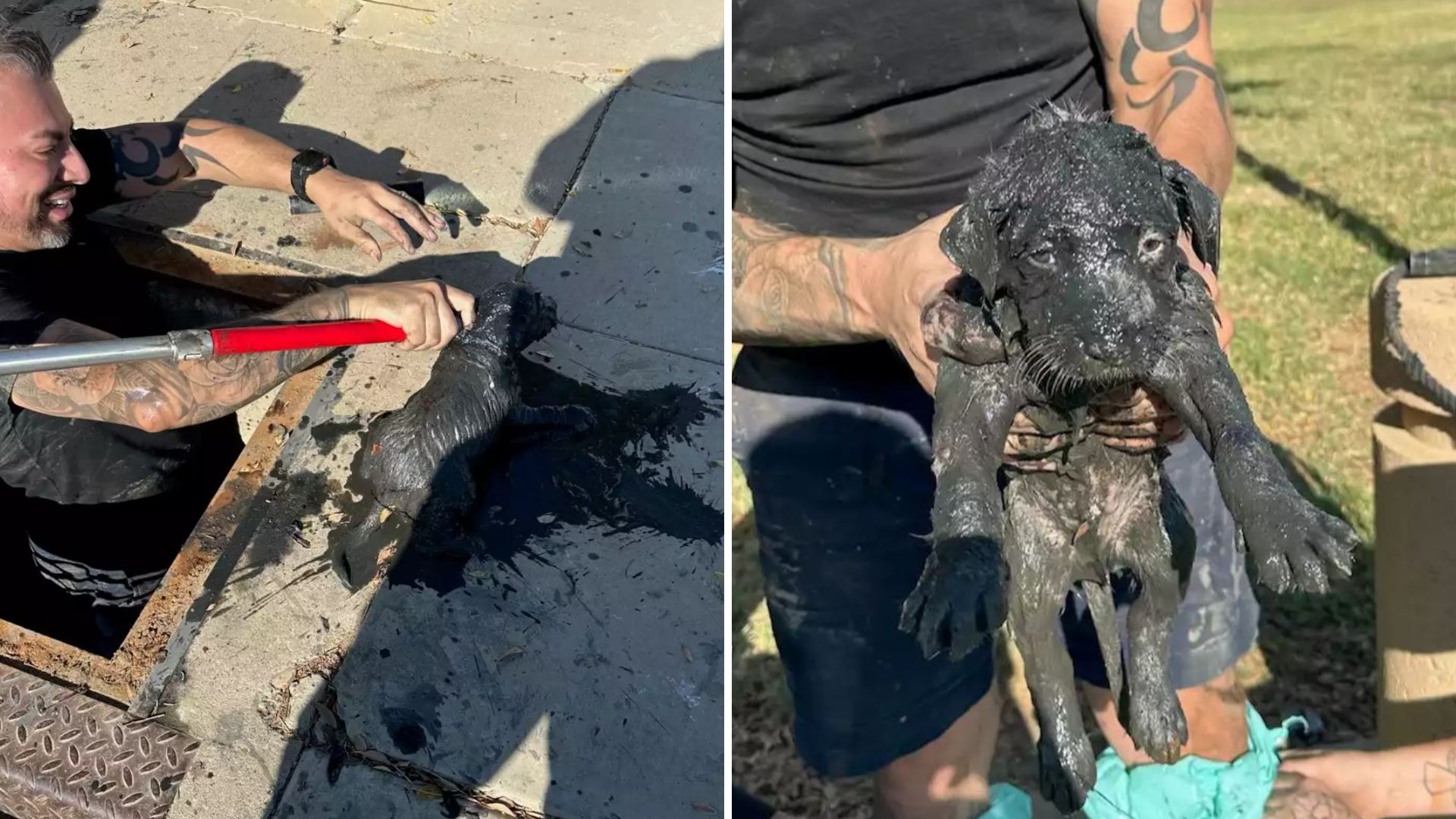 California Officers Rush To Save Puppy Trapped In Sewage Drain Before It’s Too Late