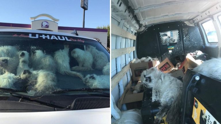 cats in van