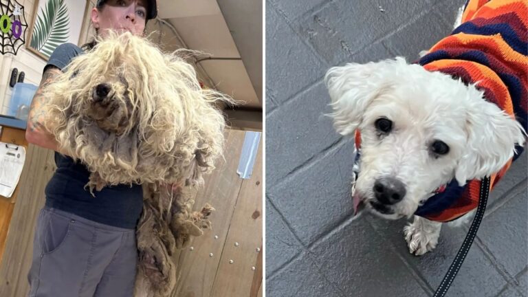 California Rescue Team Shocked To Uncover A Sweet Pup Trapped Under 7.5 Pounds Of Matted Fur