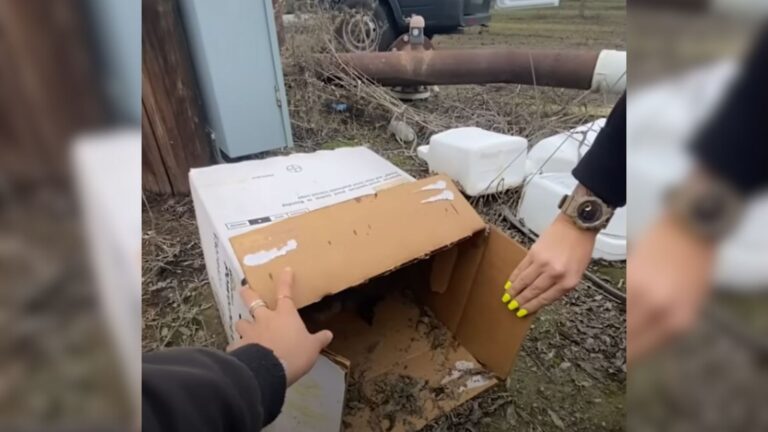 California Rescuers Open A Wet Trash Box And Discover A Tiny Shivering Soul