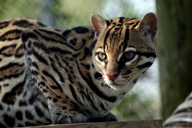 Ocelot