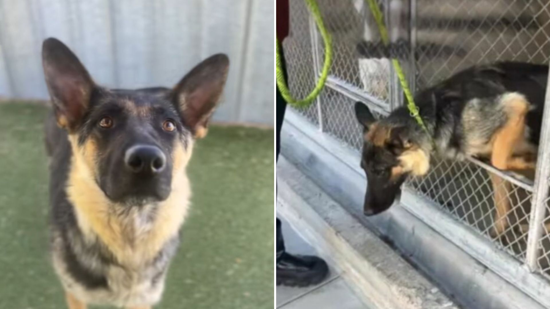 shelter dog