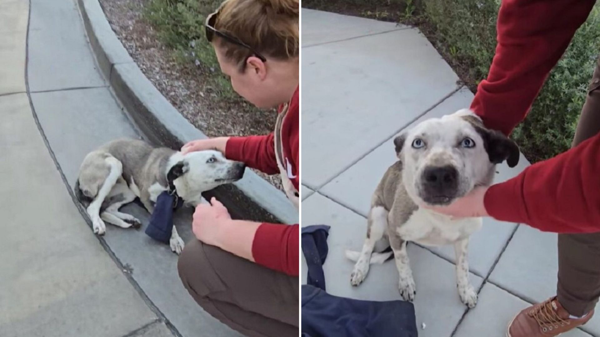 terrified dog
