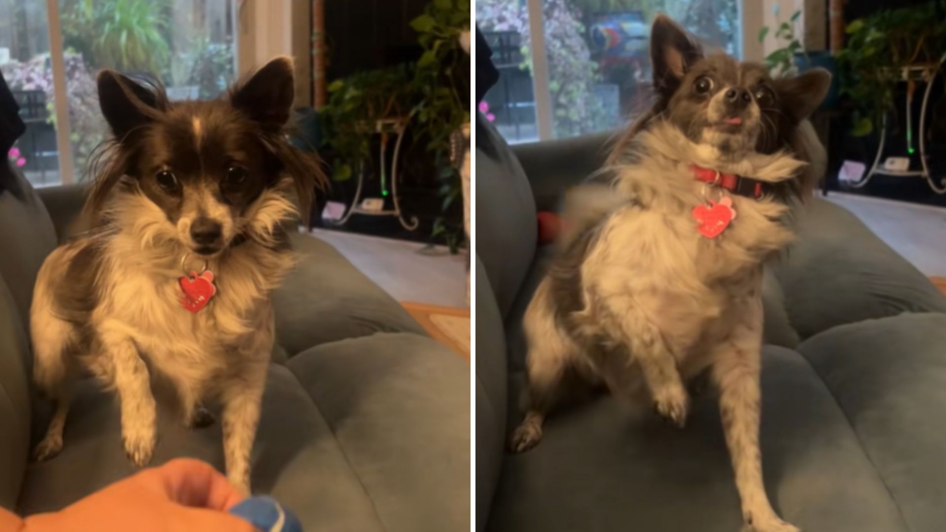 sweet dog