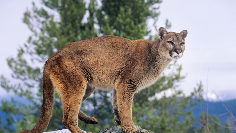 Colorado – Cougar
