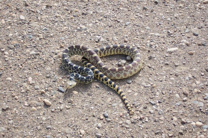 Colorado – Bullsnake